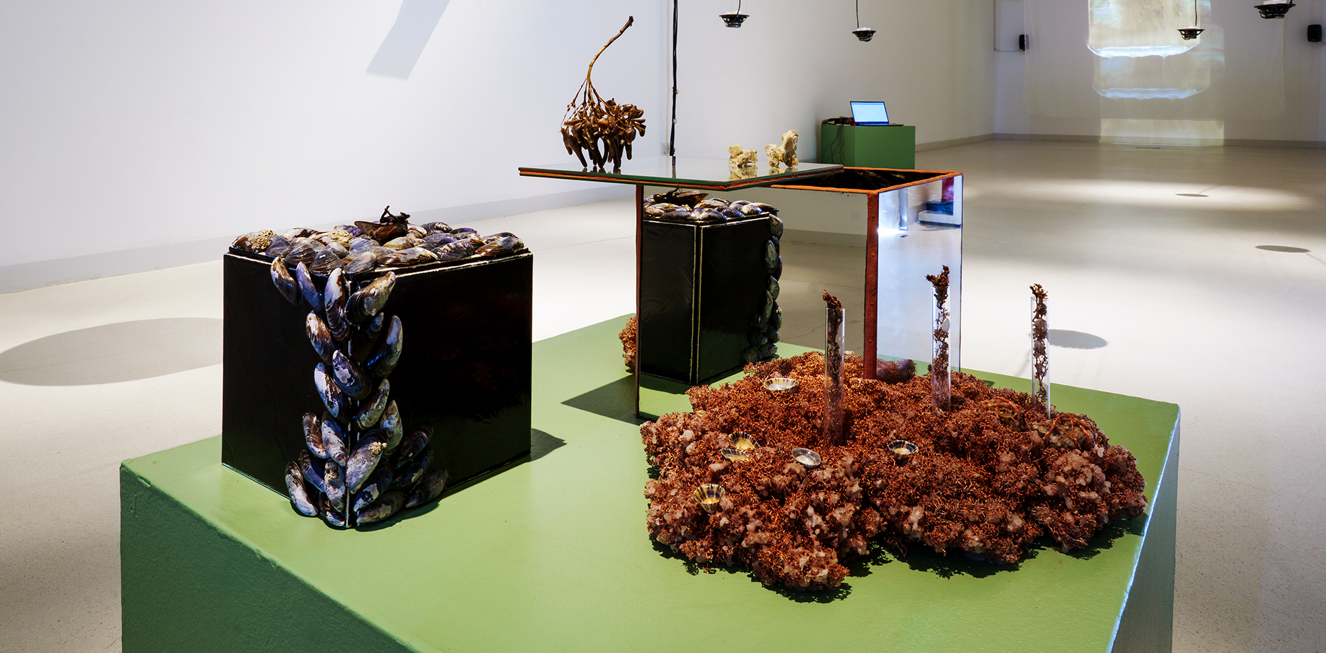 Tangled Becomings: Ecos de Biomas Mutantes